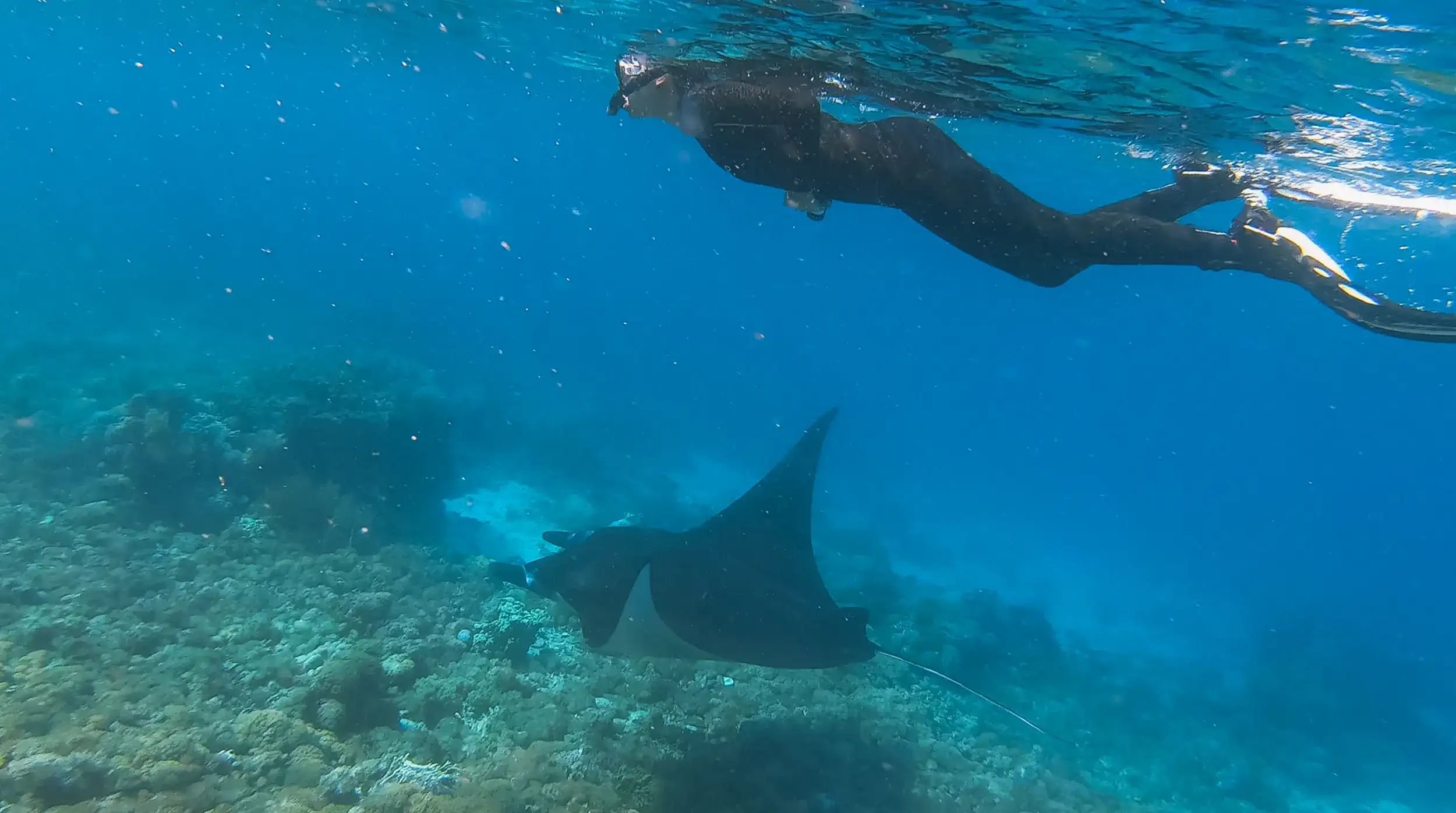 Diving on Manta Point Labuan Bajo | Labuan Bajo Diving