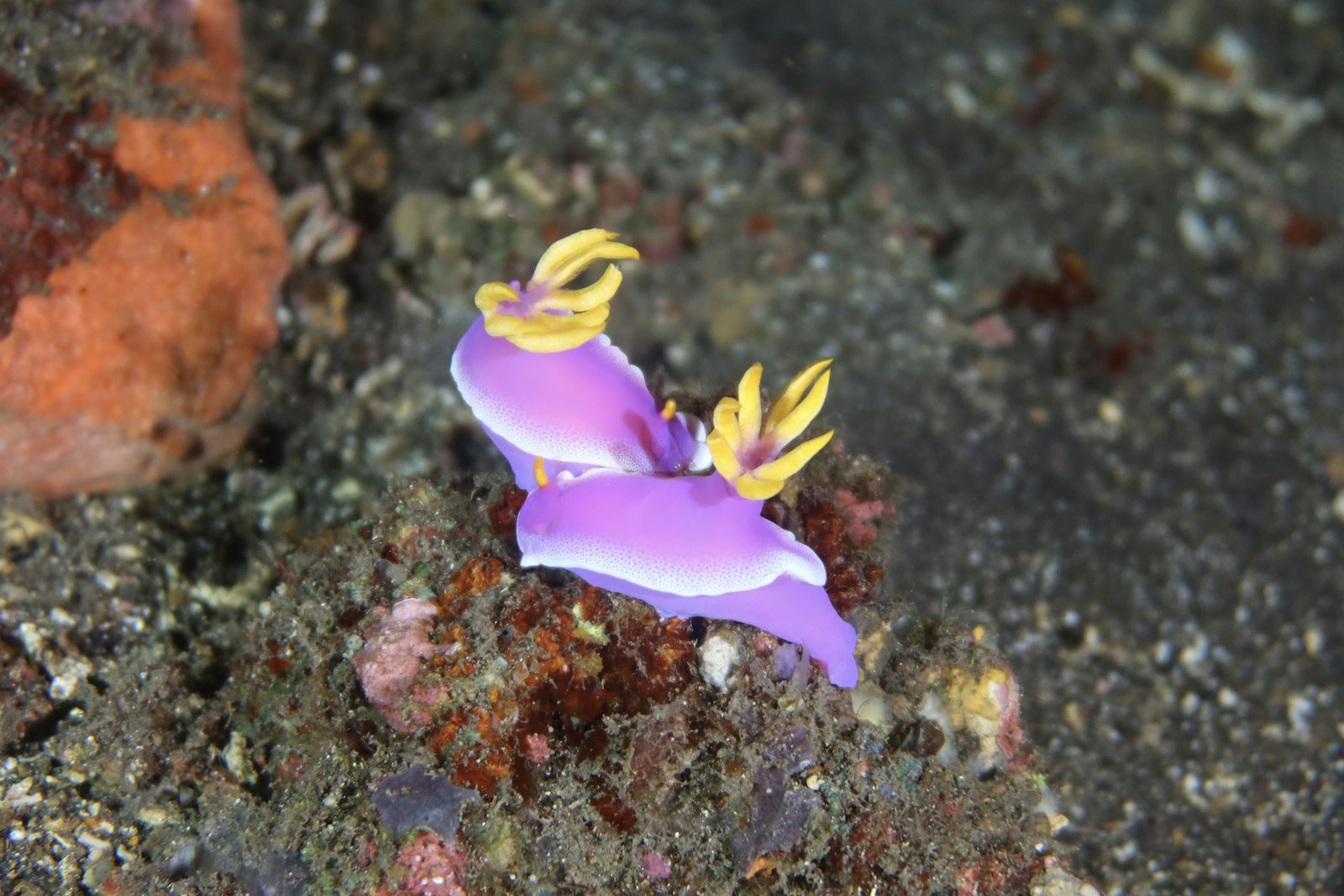 Bima Bay Muck Diving: Sumbawa’s Critter Bay on Longer Crossings