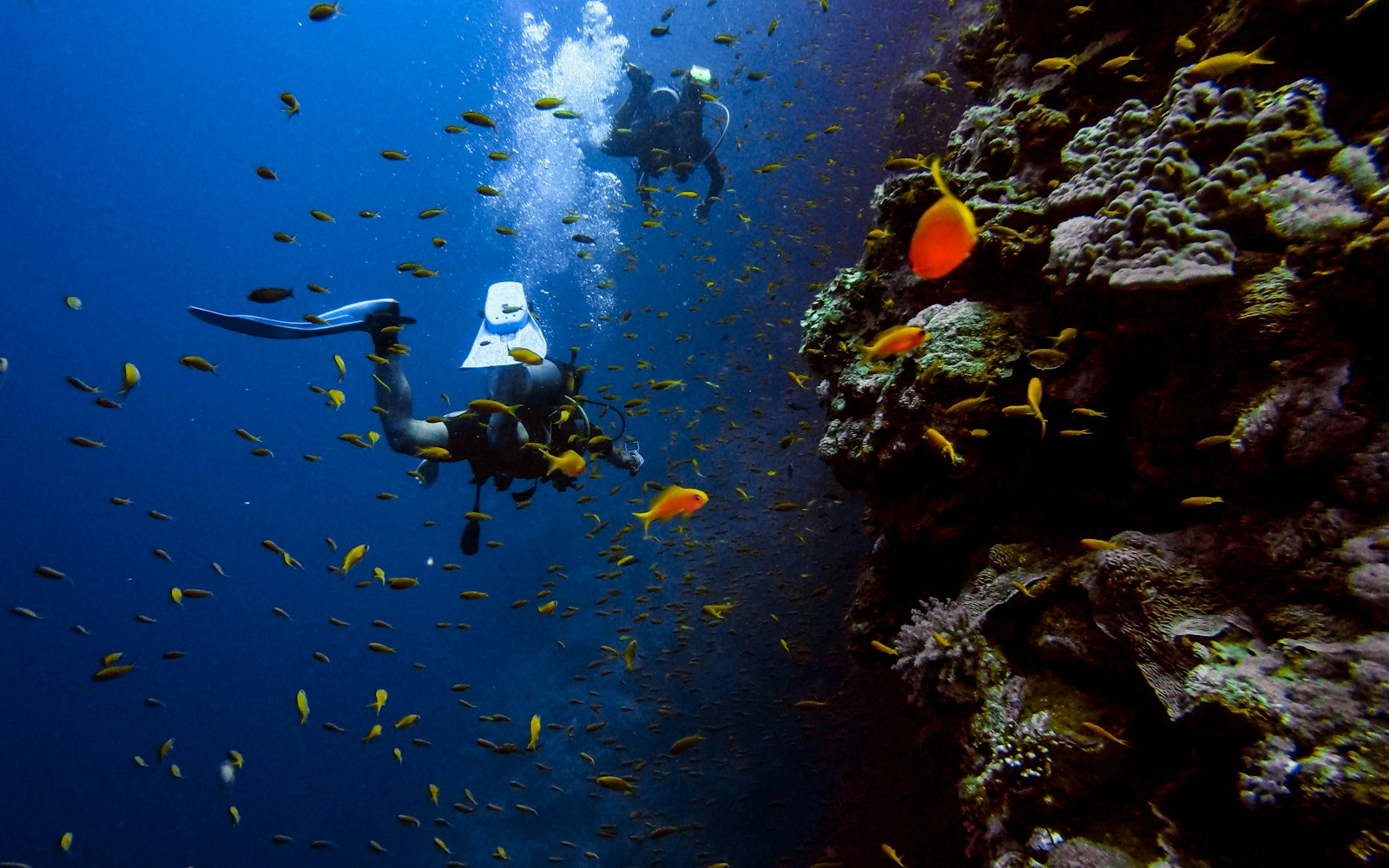 Book Komodo Diving: Enquiry, WhatsApp & Exactly How Booking Works