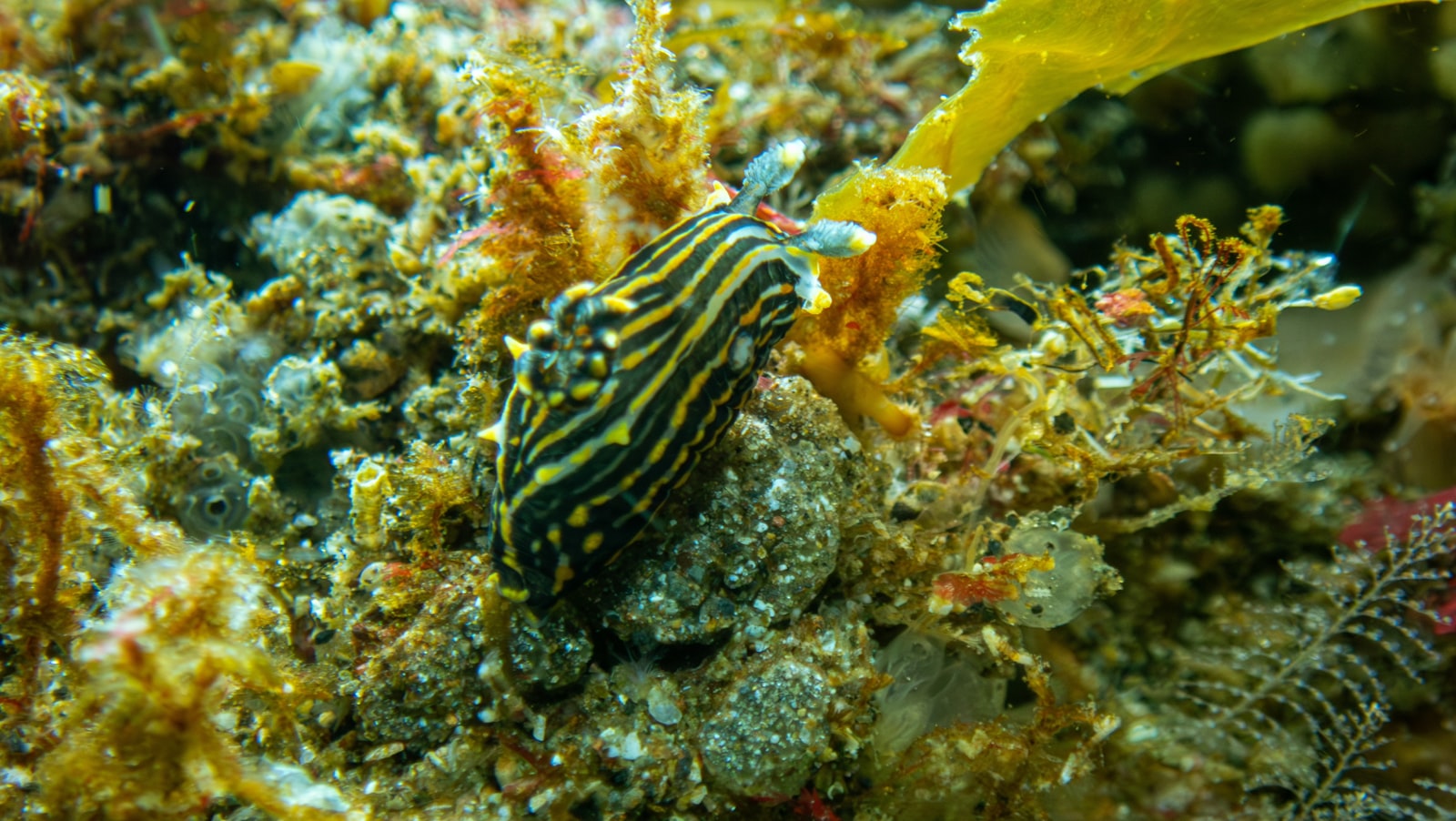 Cannibal Rock & Horseshoe Bay: World-Class Macro in South Rinca