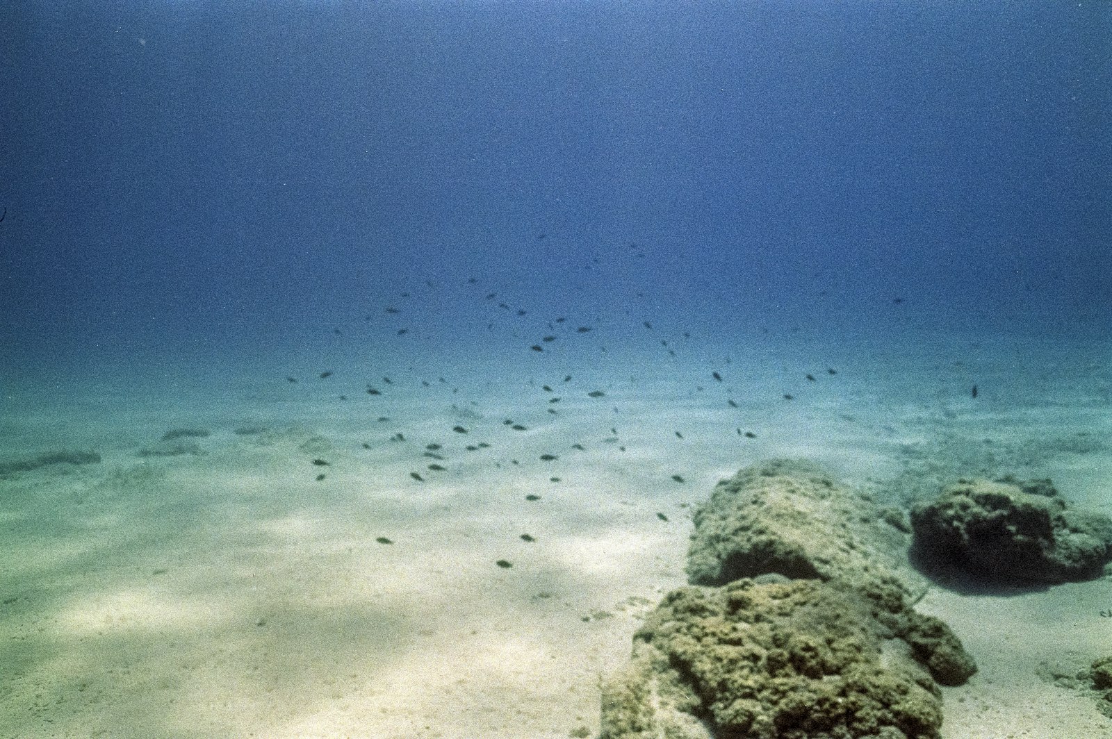 Castle Rock Komodo: Honest Dive Site Guide (Depth, Current, Who Can Dive It)