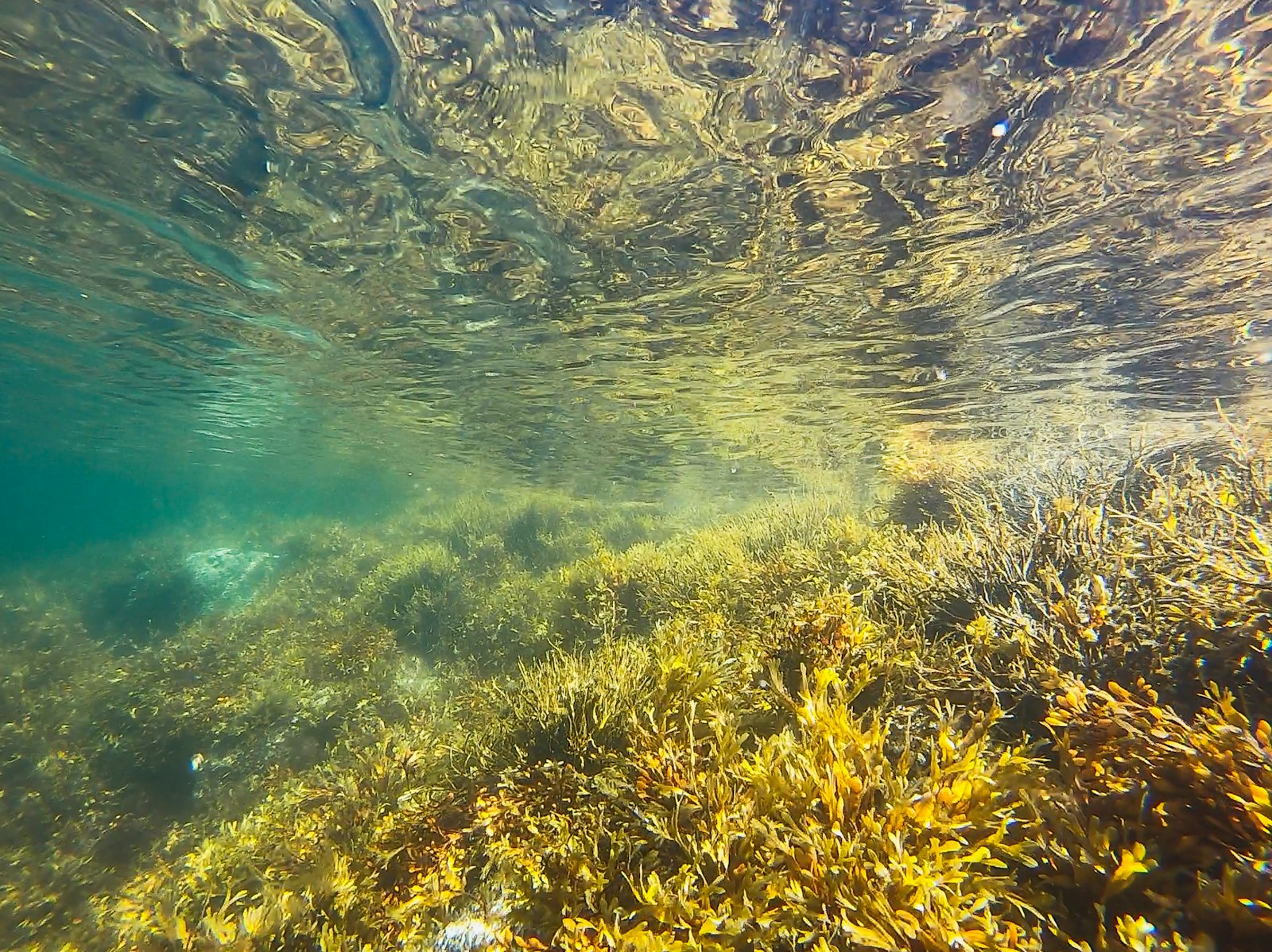 Crystal Rock Komodo: Pinnacle Diving Guide — Sharks, Split Currents, Slack Timing