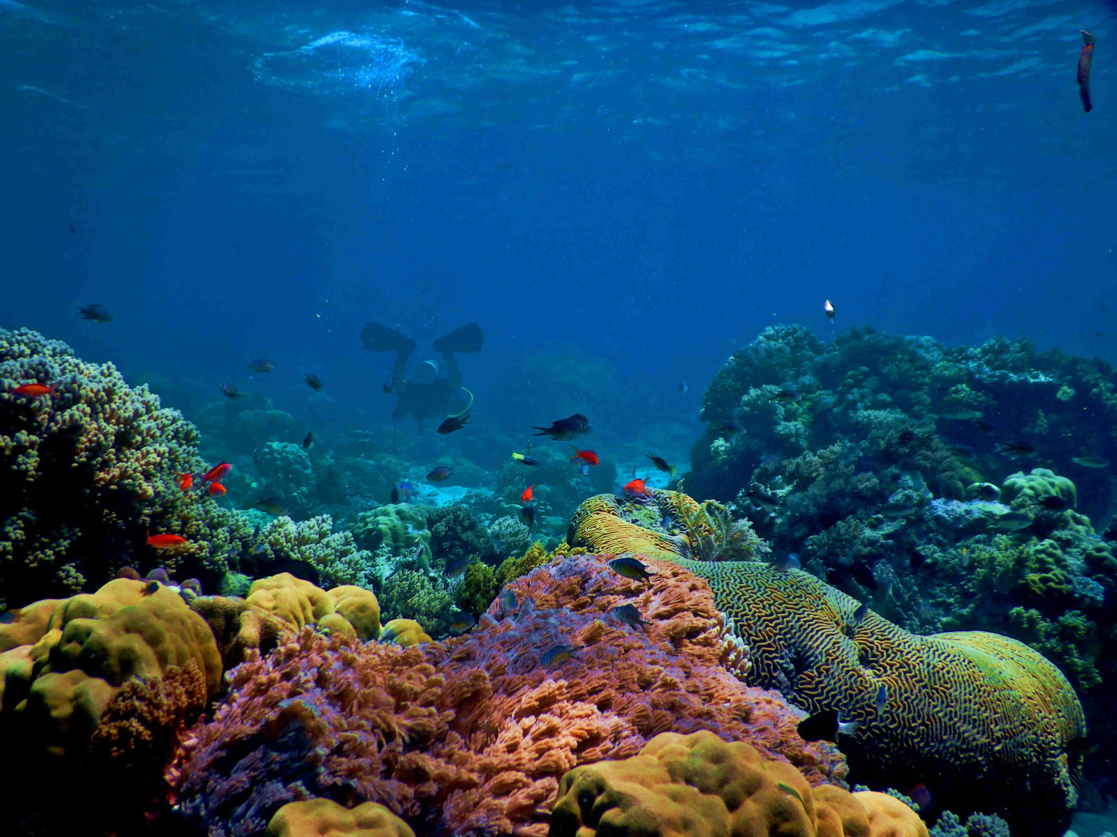 How to Get to Labuan Bajo for Diving: Flights, Transfers and Smart Timing