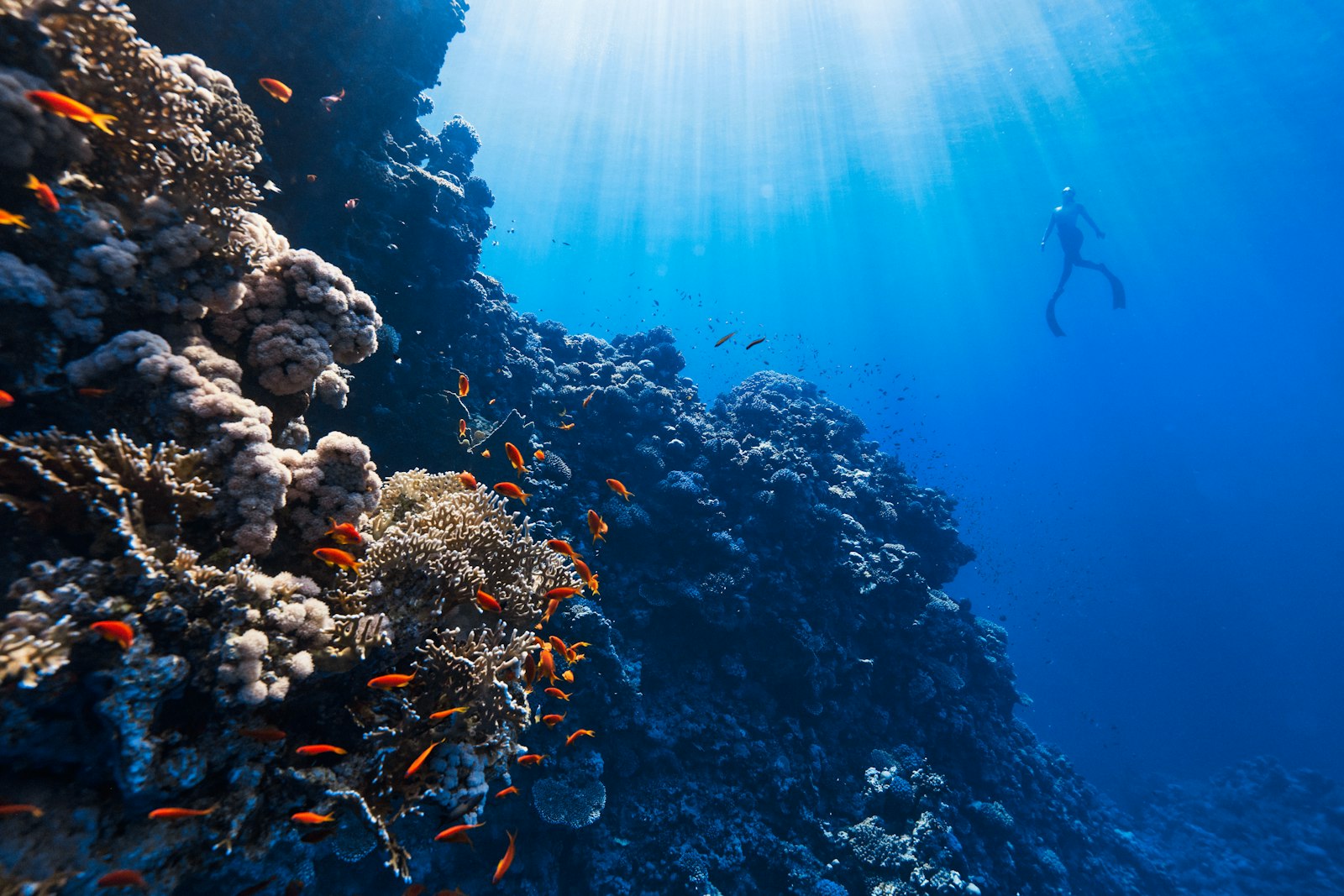 Is Komodo Diving Dangerous? Currents, Down-Currents and How Pros Manage Them