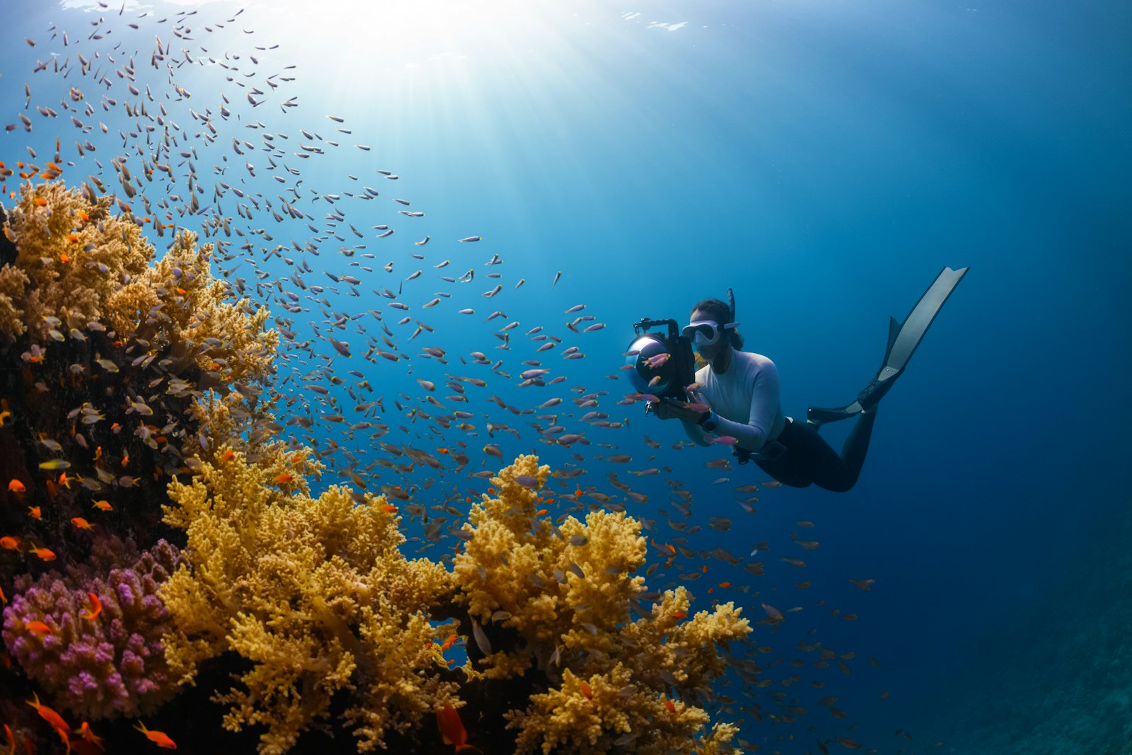 Komodo Dive Sites: The Honest Site-by-Site Library (Depth, Current, Level, Season)