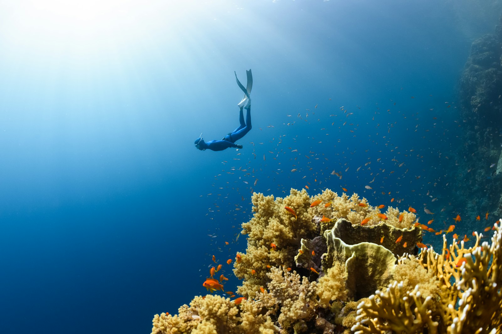 4-Day Komodo Diving Liveaboard: Central + North Loop Itinerary & Prices