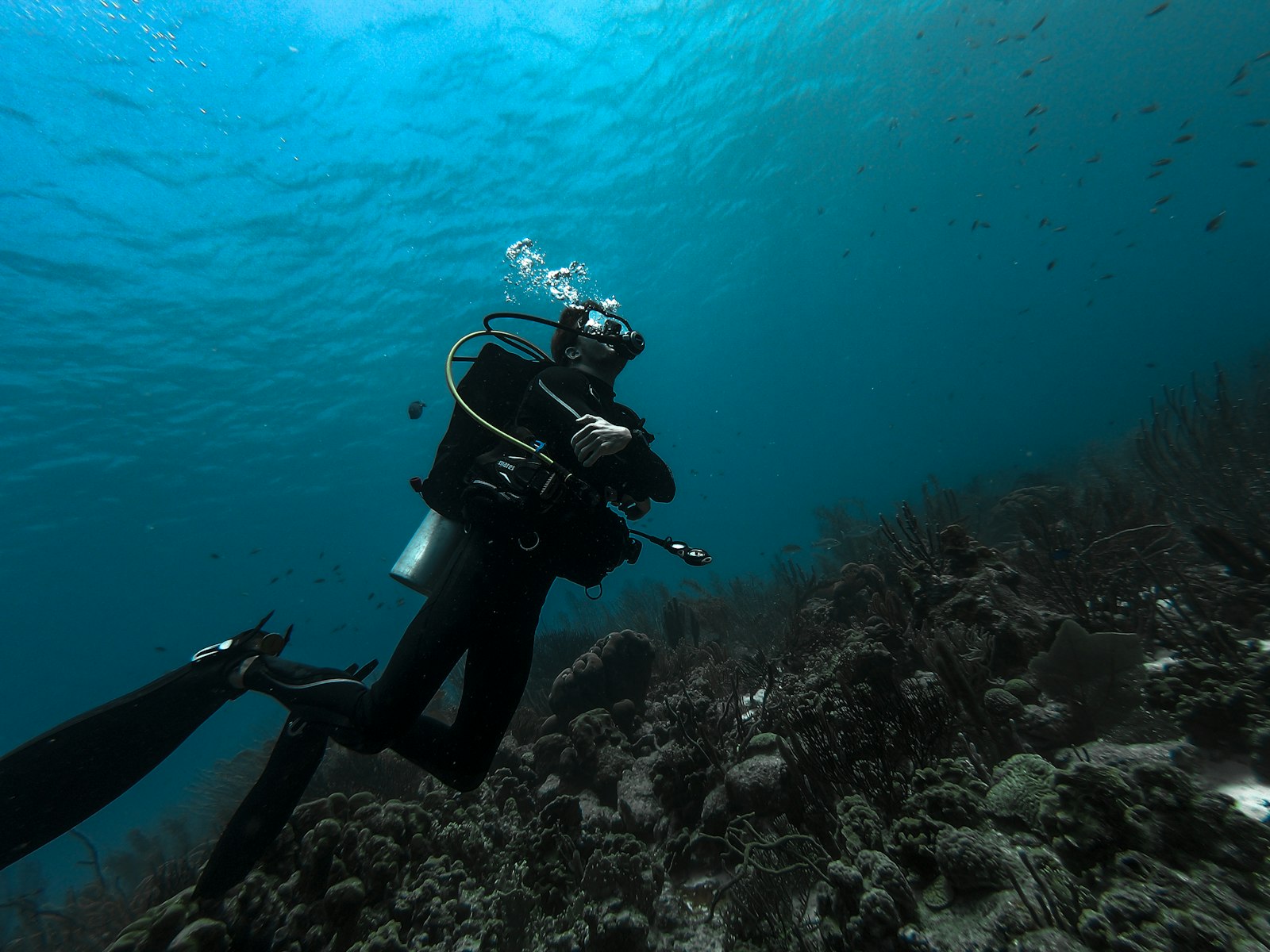 5-Day Komodo Liveaboard (5D4N): North & South in One Trip — When Season Allows