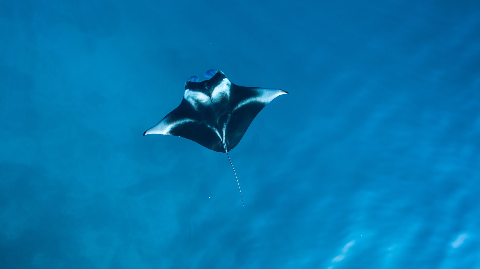 7-Day Komodo Liveaboard: Full Park Plus the Sumbawa Extension
