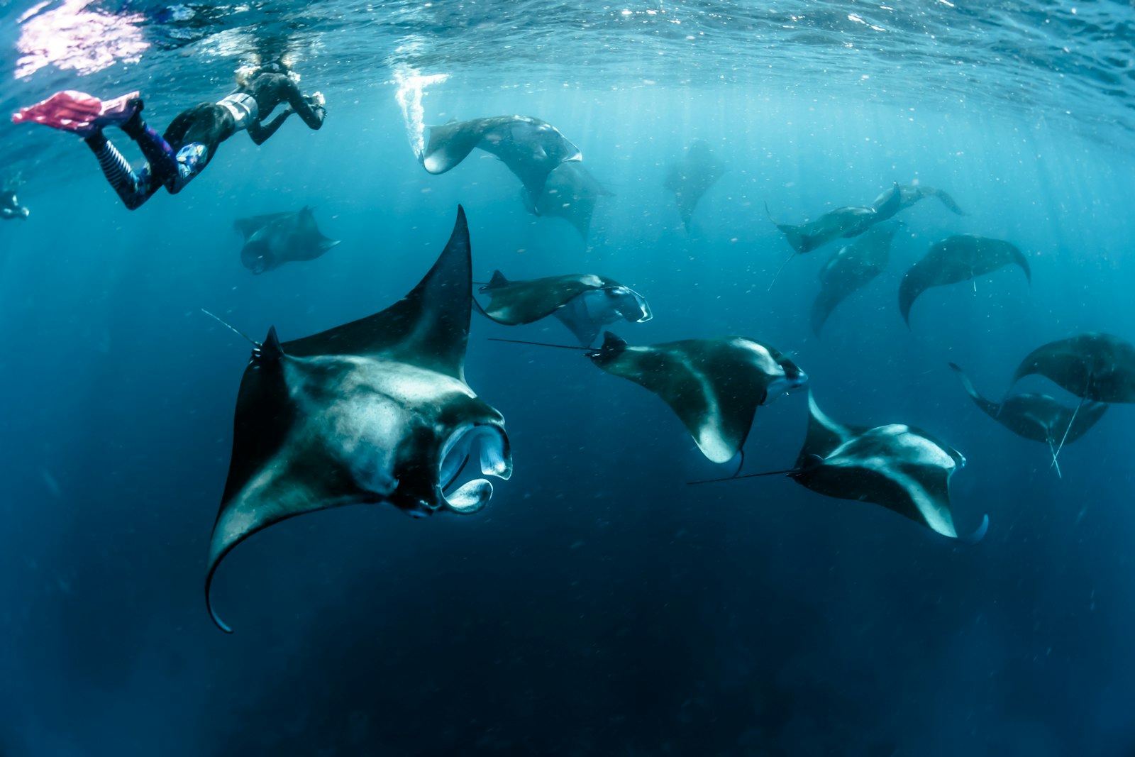 Komodo Liveaboard Diving: Routes, Boats & Per-Cabin Prices from 4 to 9 Days