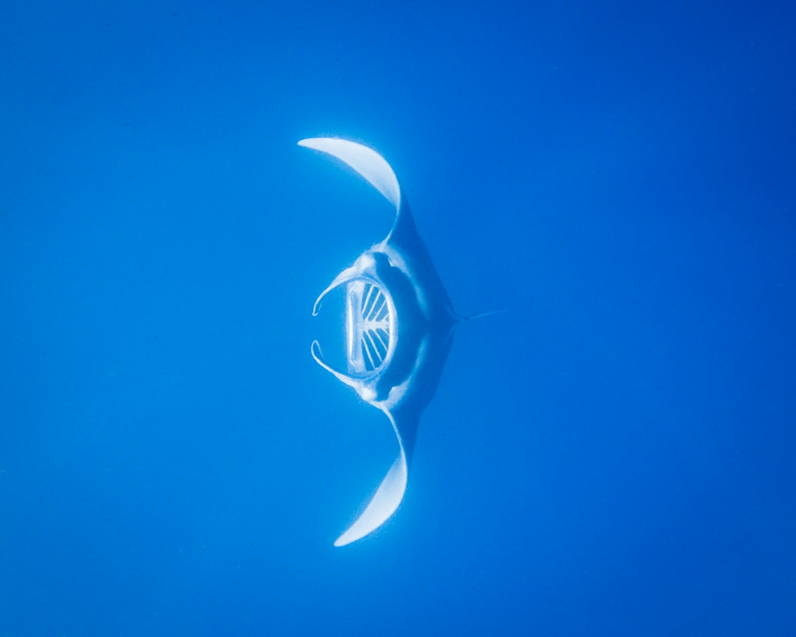 Komodo Manta Season: When You’ll Actually See Mantas (Honest Month Guide)