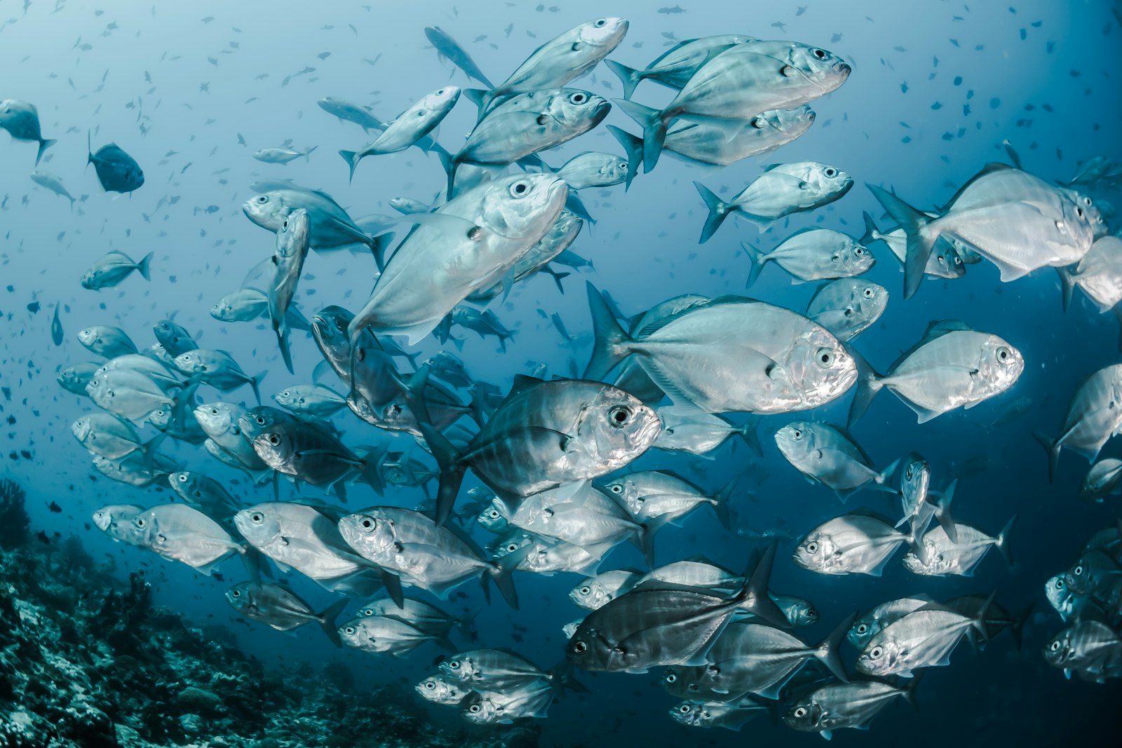 Komodo vs Raja Ampat: Which to Dive — and When Each One Wins