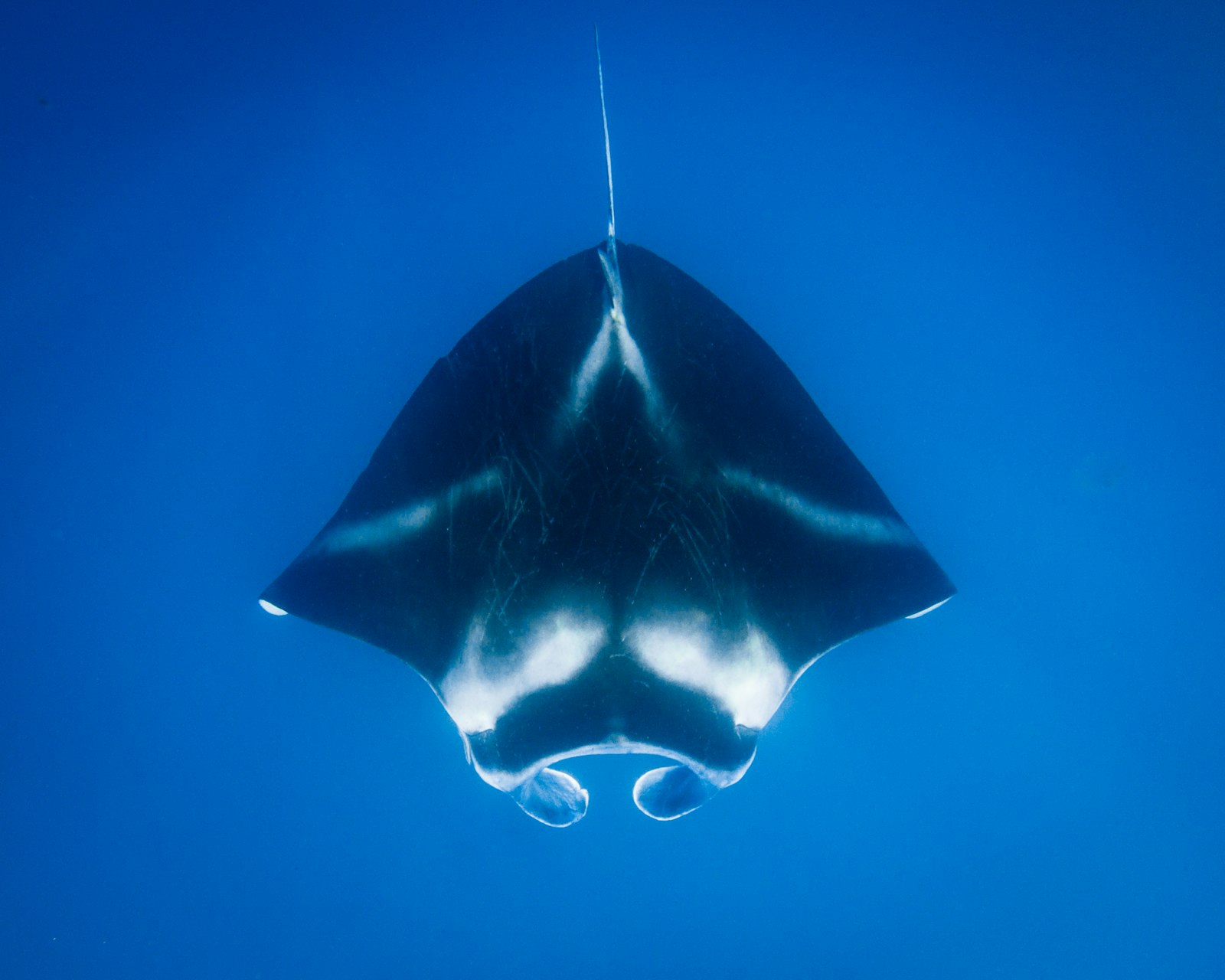 Labuan Bajo Diving: The Complete Expert Guide (Sites, Seasons, Honest Prices)