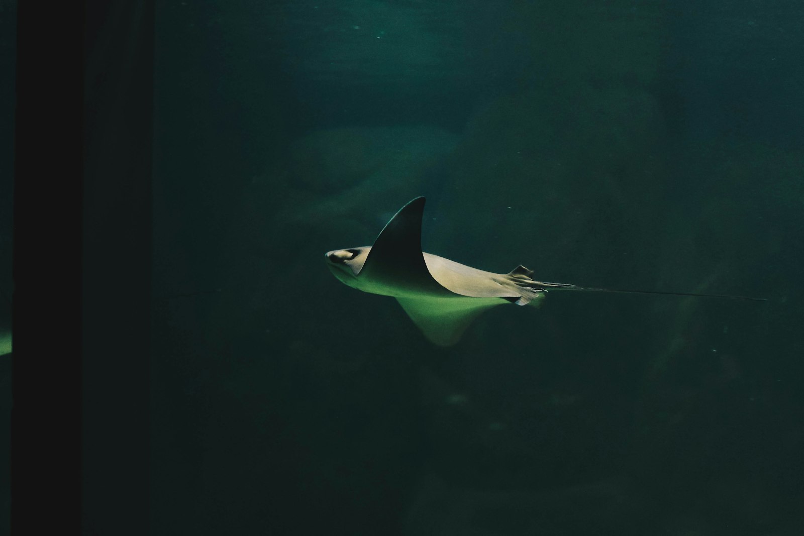 Manta Alley: South Komodo’s Manta Stronghold — Season, Access, Honest Conditions