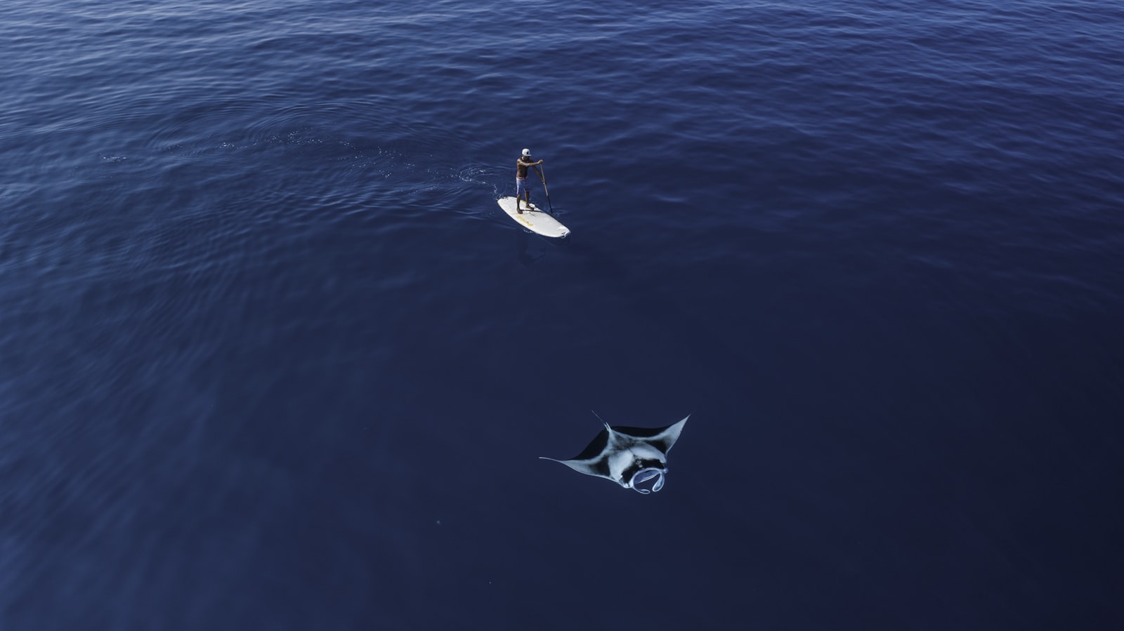 Manta Point (Karang Makassar): Komodo’s Main Manta Drift for All Levels
