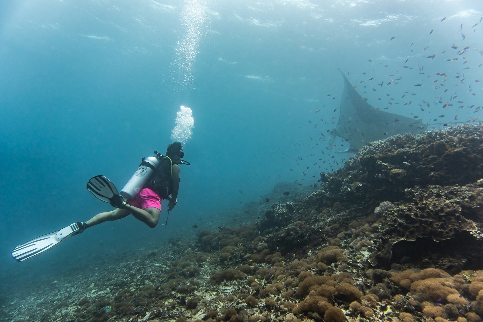 Mawan: Komodo’s ‘Mini Manta Point’ Between Central Sites