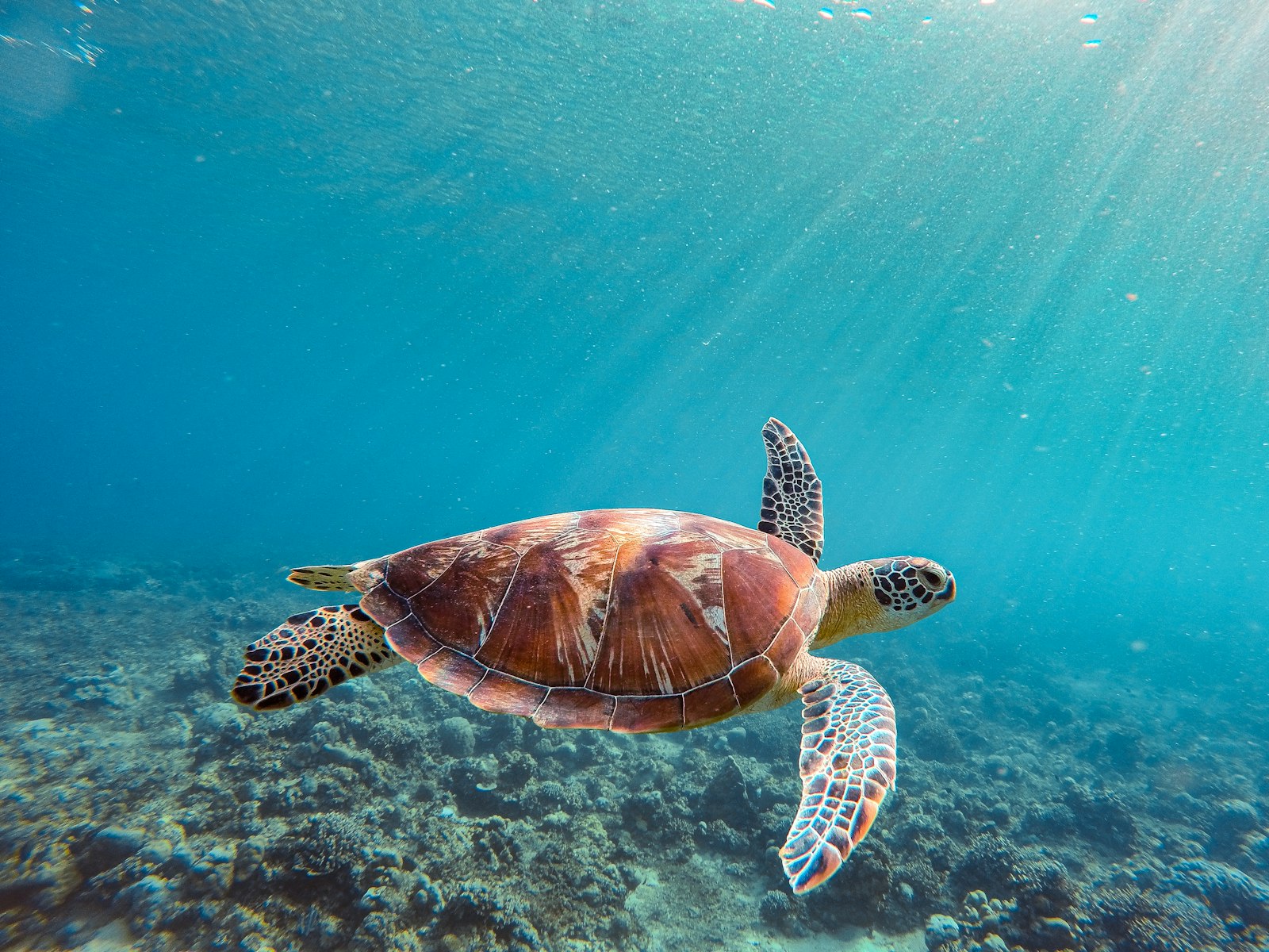 Minimum Dives for a Komodo Liveaboard (and for Castle Rock): Real Experience Floors