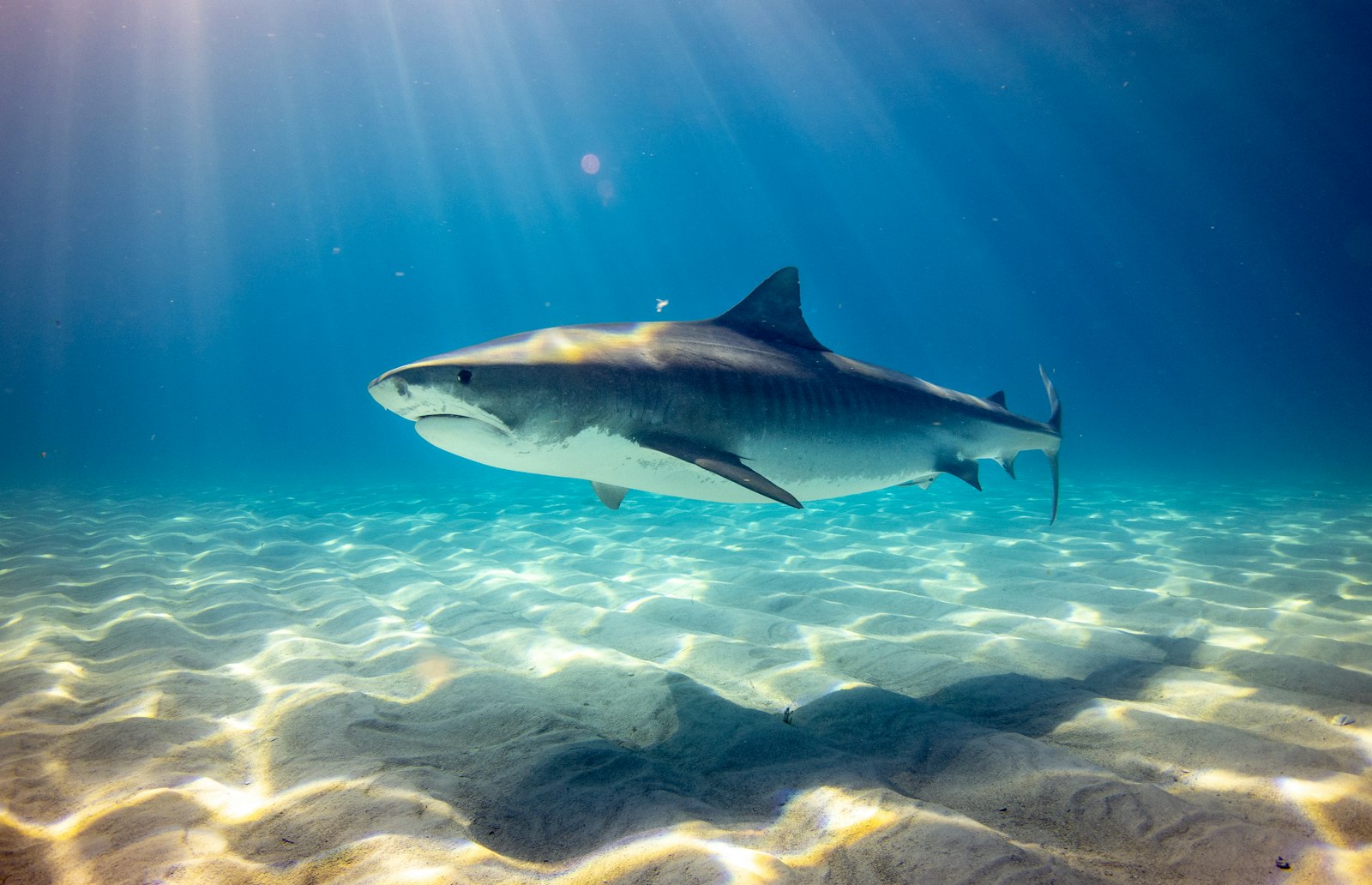 North vs South Komodo Diving: Two Parks in One — and Season Decides