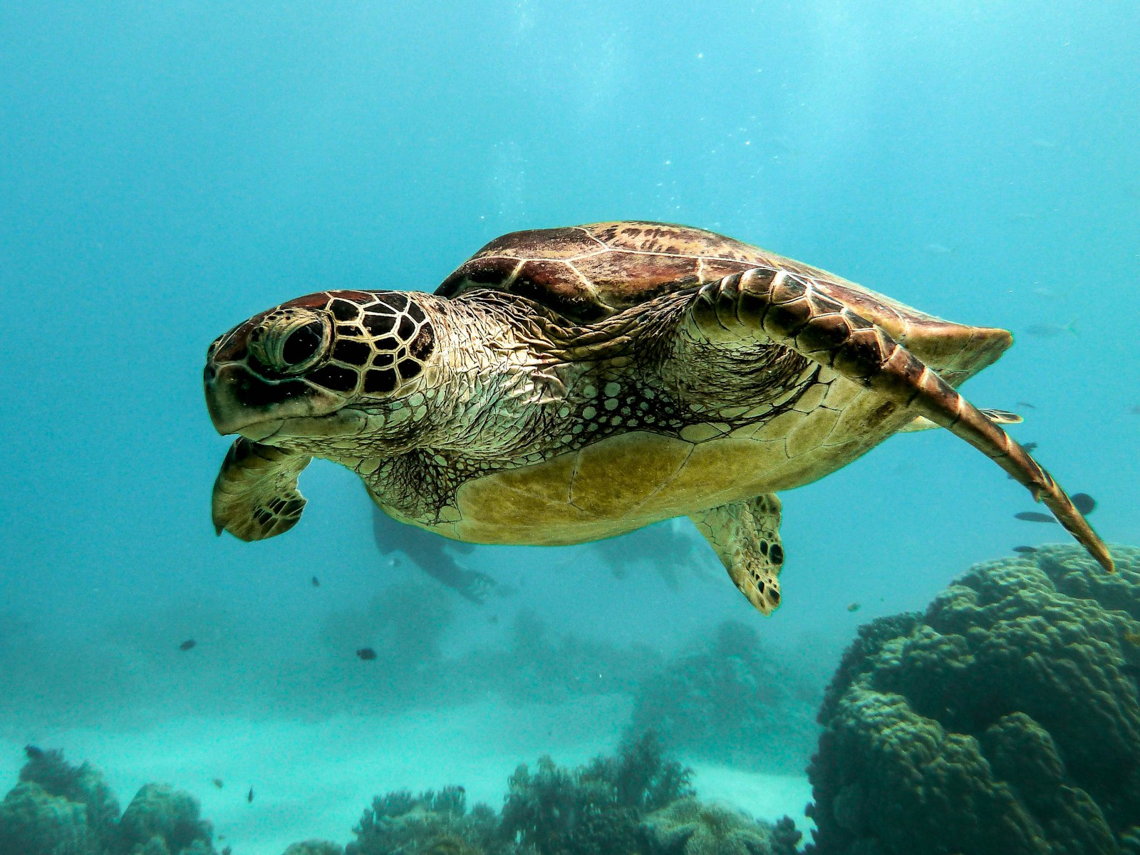 Private Komodo Diving Charter: Whole-Boat Phinisi & Liveaboard Cruises