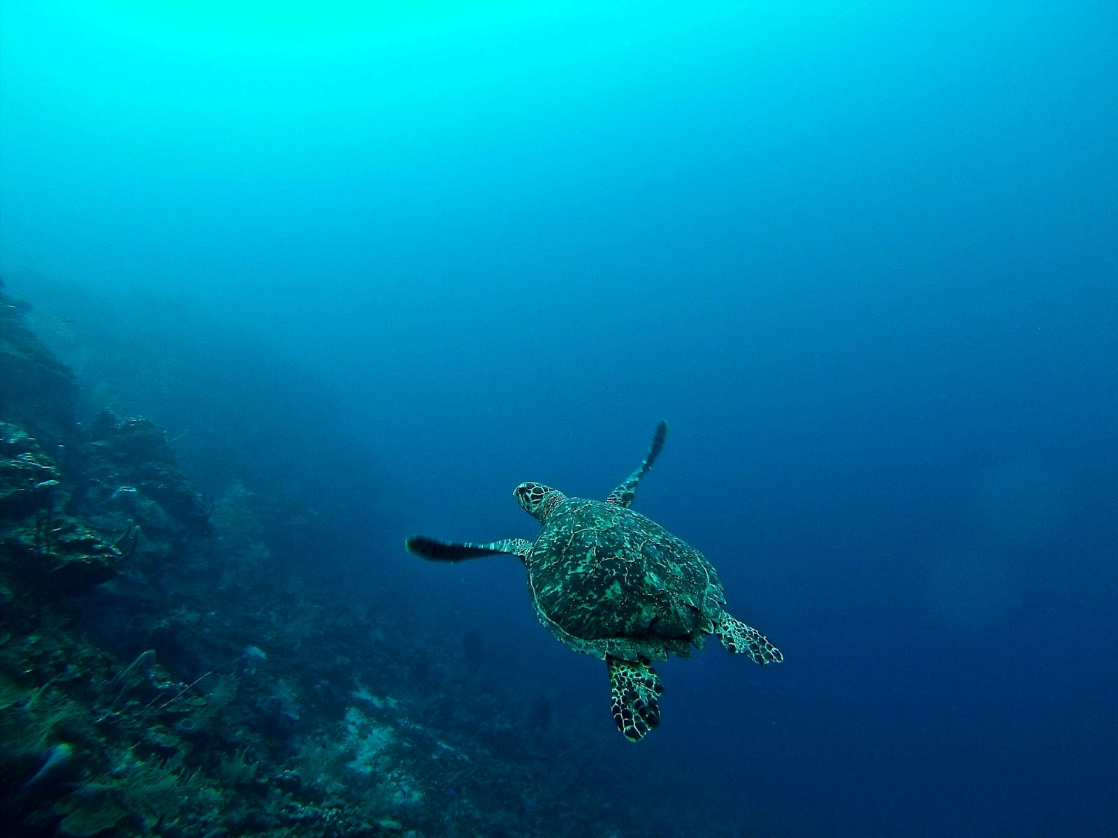 Siaba Besar ‘Turtle City’ & Siaba Kecil: Komodo’s Gentlest Dives
