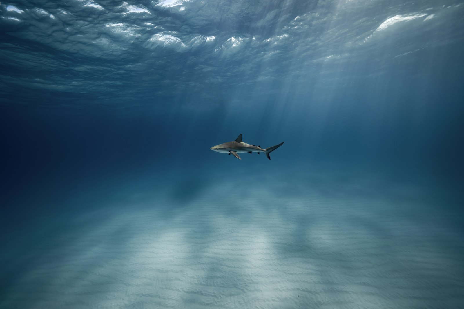 South Komodo Diving: Manta Alley, Horseshoe Bay & the Seasonal Window