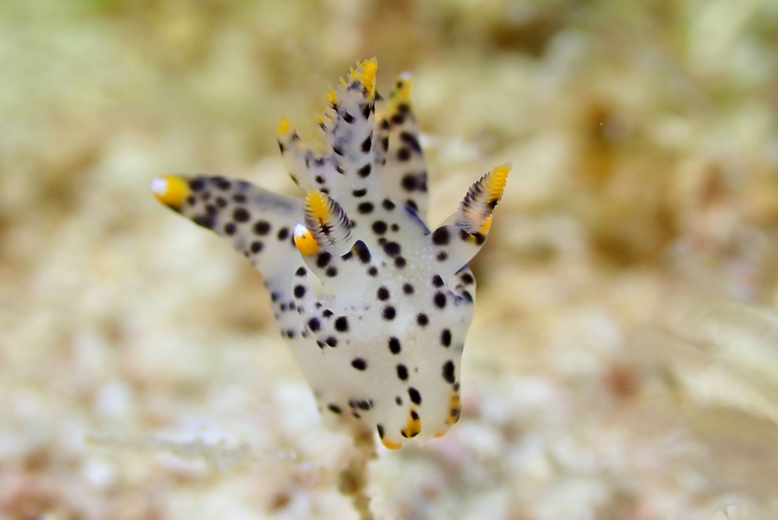 Wainilu: Komodo’s Muck and Night-Dive Specialist Site