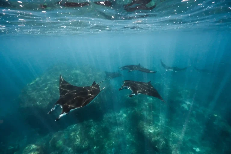Manta Ray Diving Etiquette at Karang Makassar: The In-Water Code of Conduct