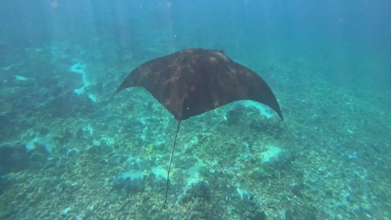 Photographing Mantas at Karang Makassar: Position, Light & Patience