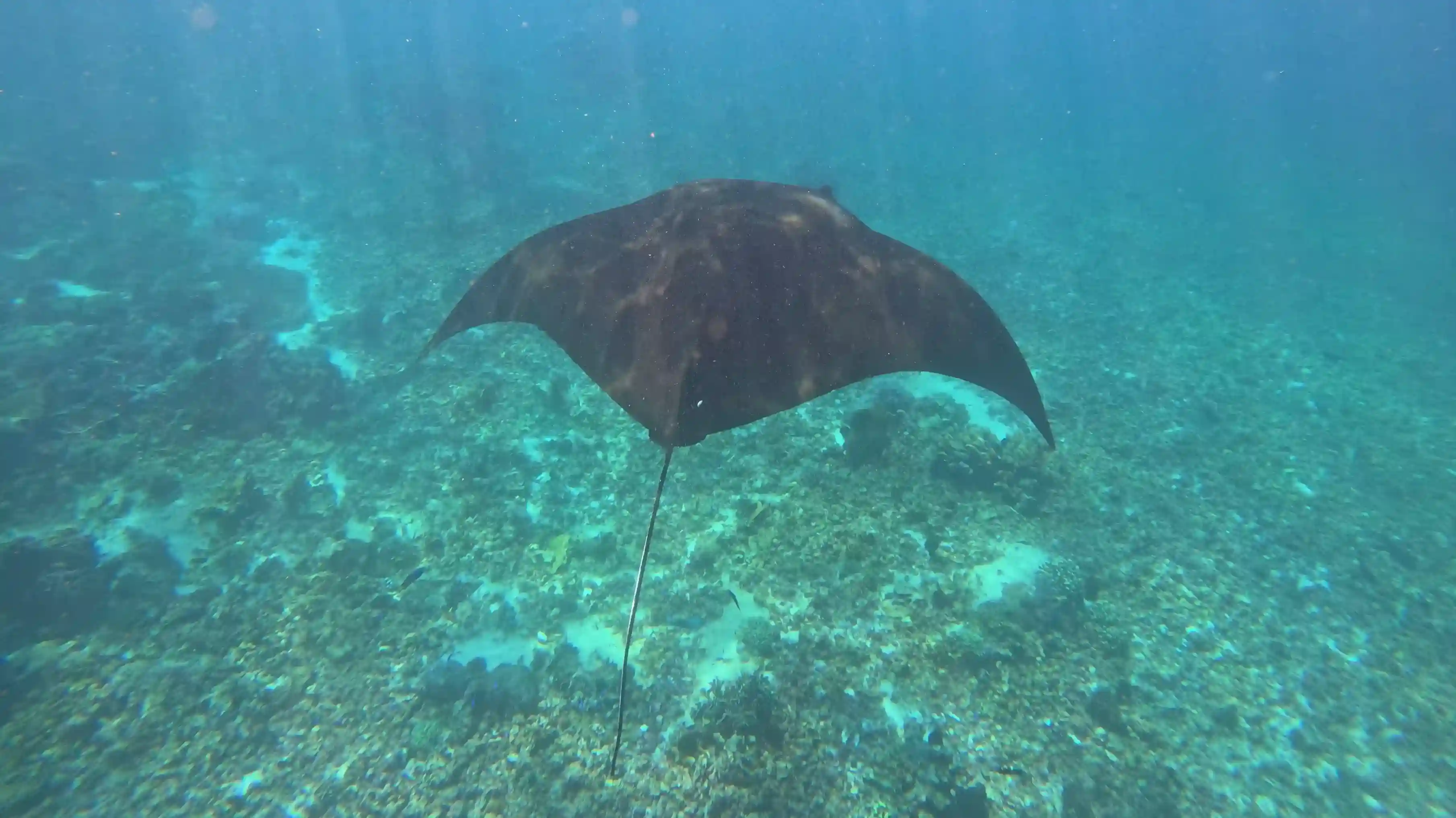 Photographing Mantas at Karang Makassar: Position, Light & Patience