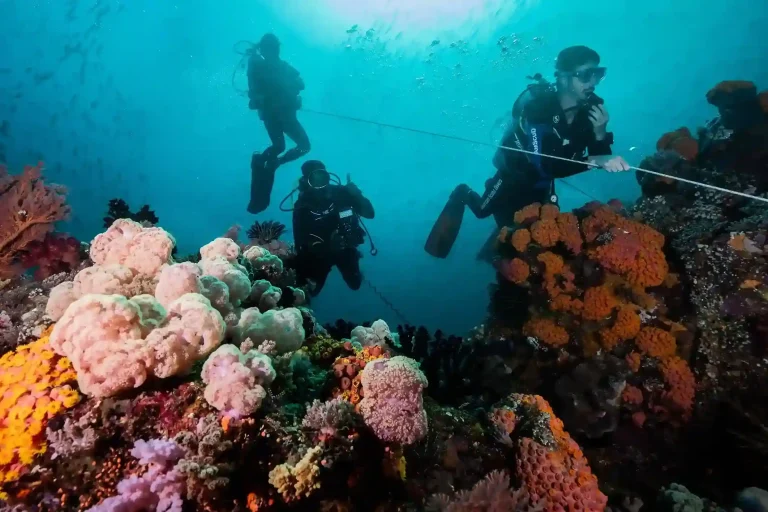 What Wetsuit for Komodo? Water Temperatures by Zone and Season