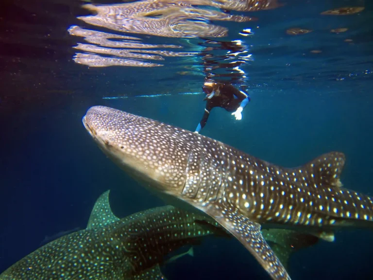 Adding Saleh Bay Whale Sharks to Your Komodo Liveaboard: Is It Worth It?