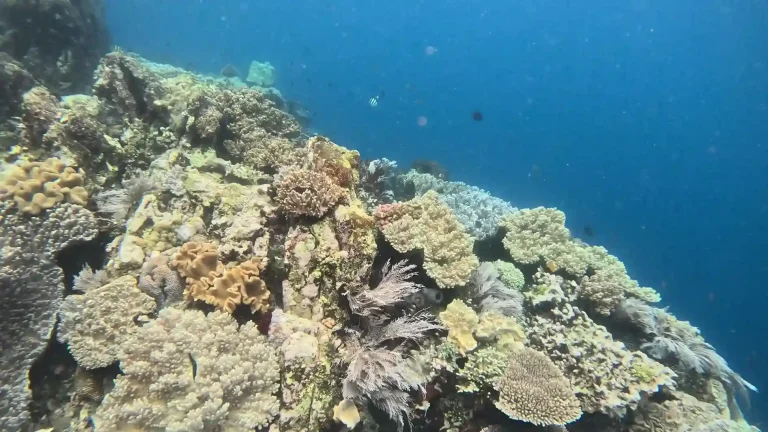Best Komodo Dive Sites for Newly Certified Divers (And Which to Skip for Now)