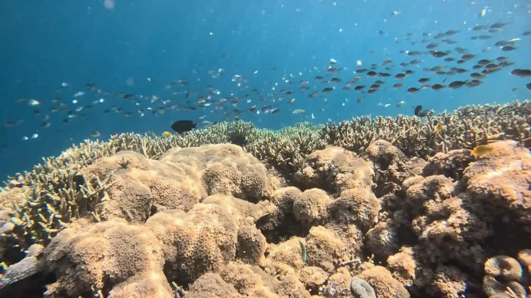 Underwater Camera Settings for Komodo: Dialing In for Three Very Different Zones